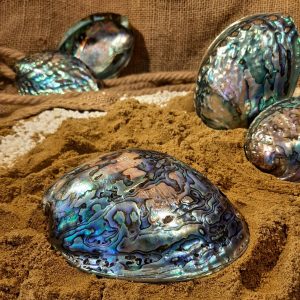 Paua-Muschel