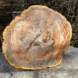 VERSTEINERTES HOLZ-Platte