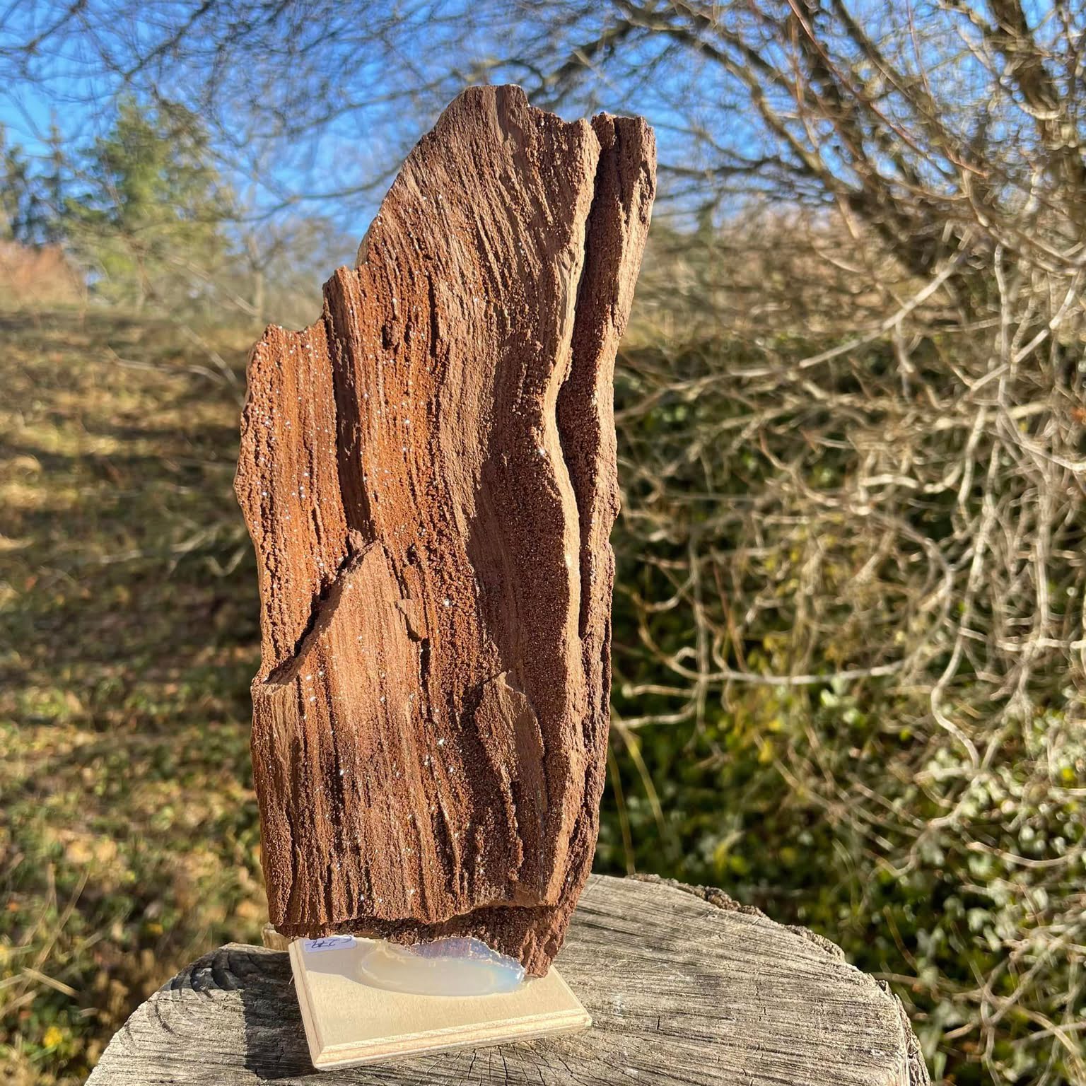 Versteinertes Holz mit Quarzkristallen