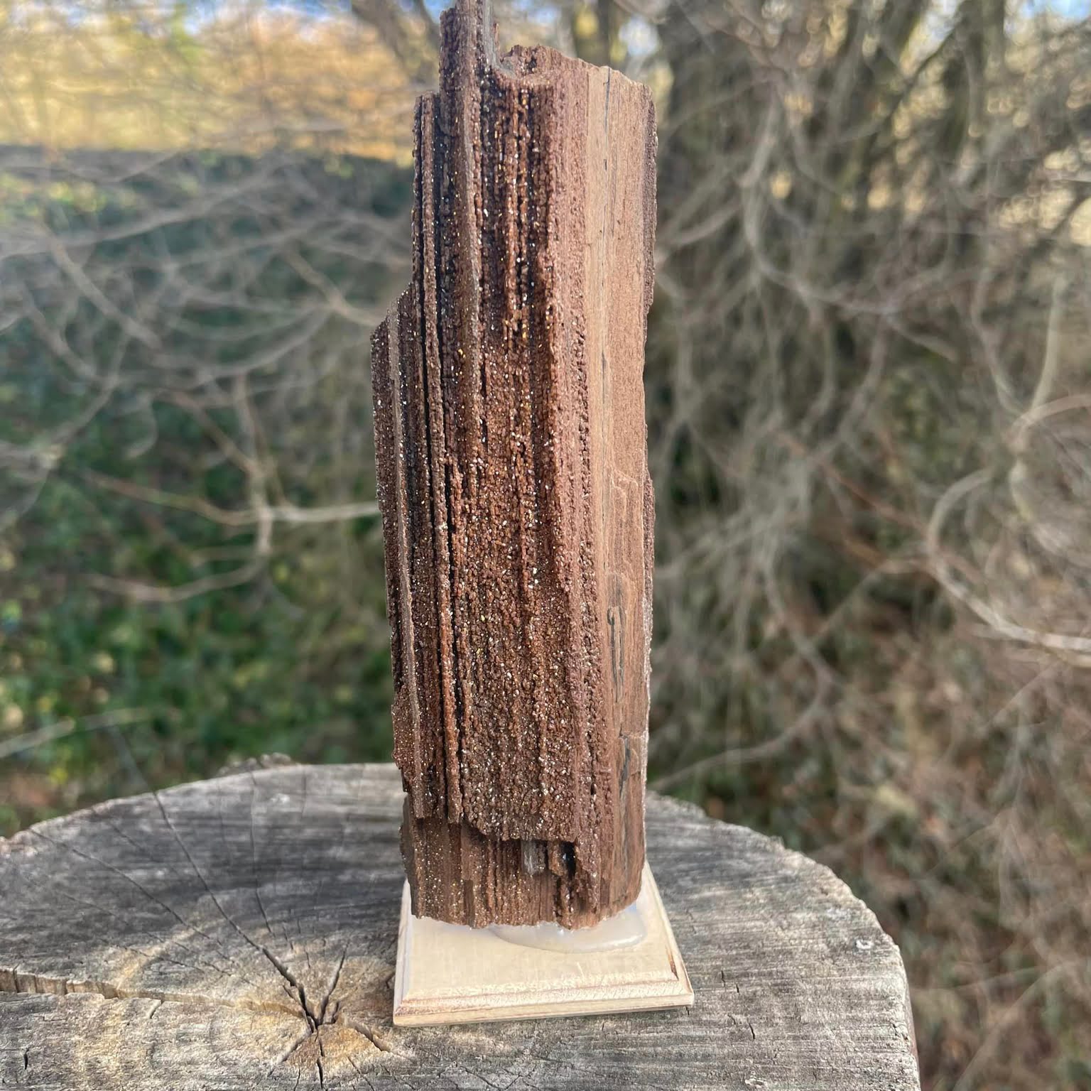 Versteinertes Holz mit Quarzkristallen
